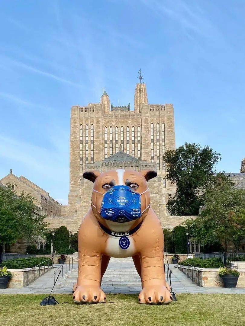 而且耶鲁还是美国第一所用活体动物作为吉祥物的大学,可谓是造就了一