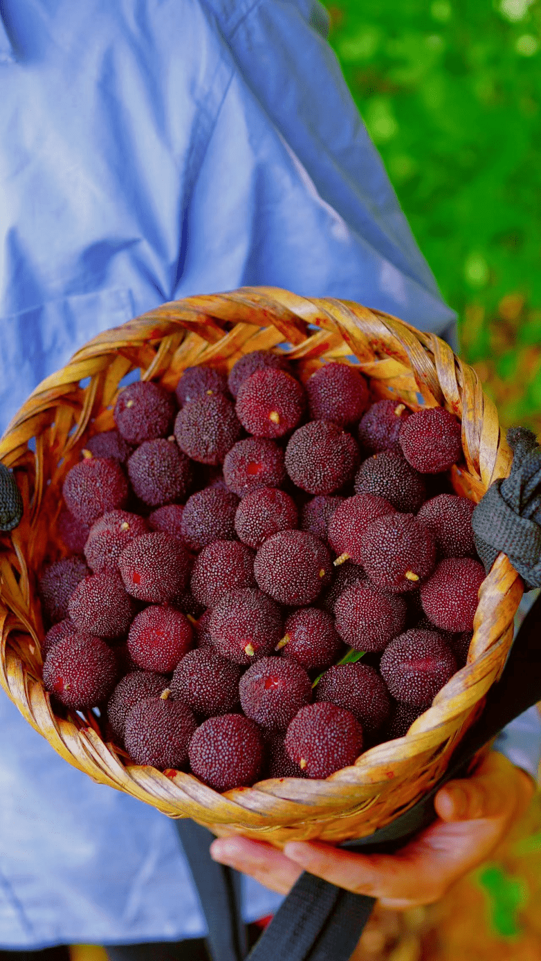 宜兴杨梅采摘04杨梅还能怎么吃自古以来每逢梅雨时节无锡家家户户都会