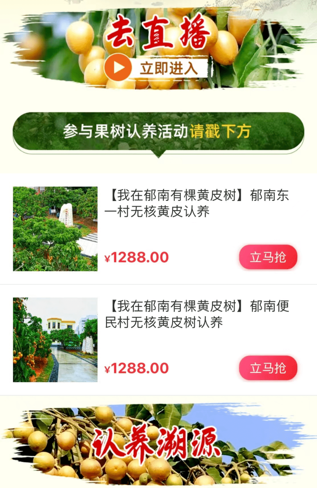 黄金果找主人郁南无核黄皮果树认养活动启动