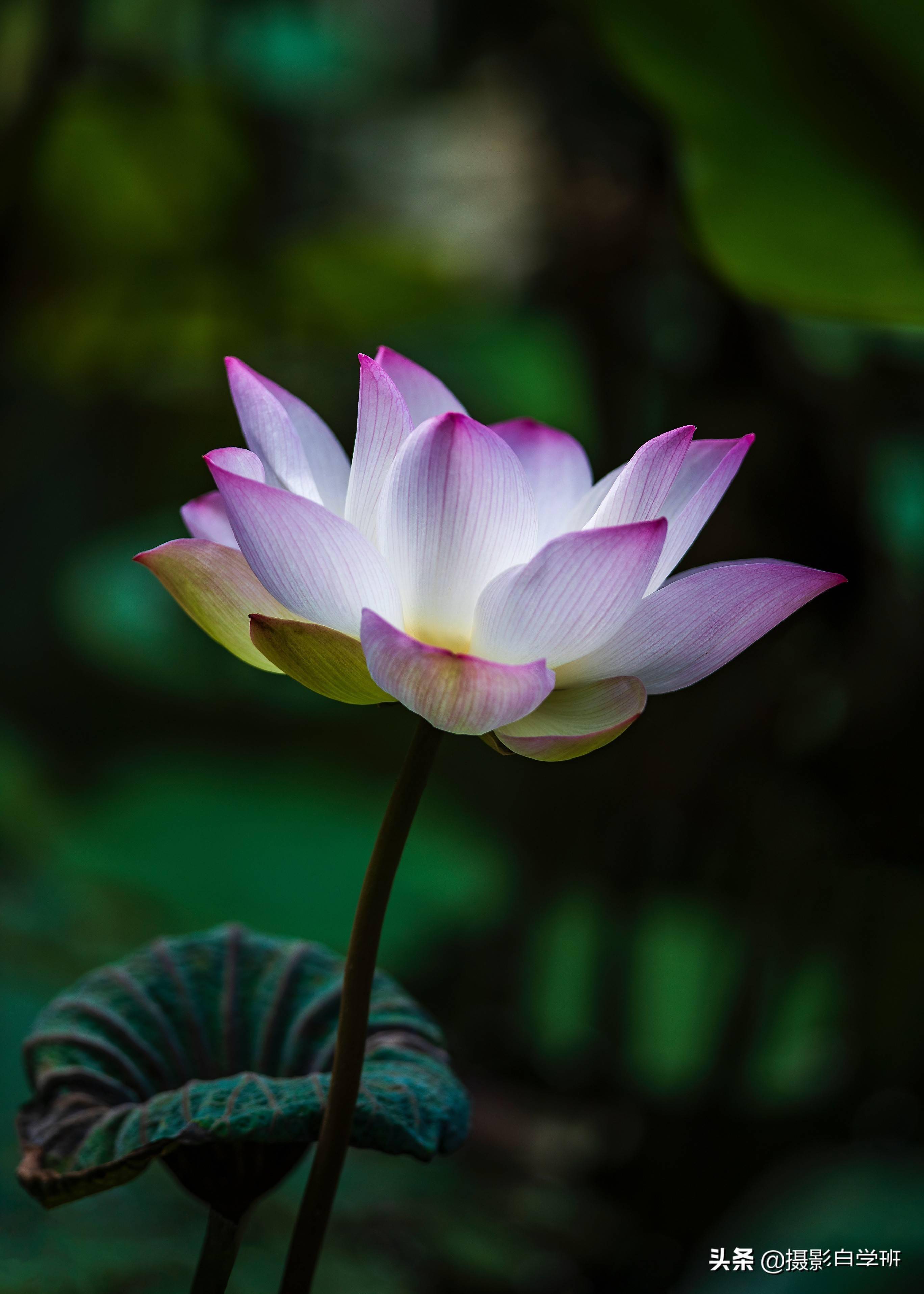 荷花摄影10个构图技巧拍荷花用对构图事半功倍