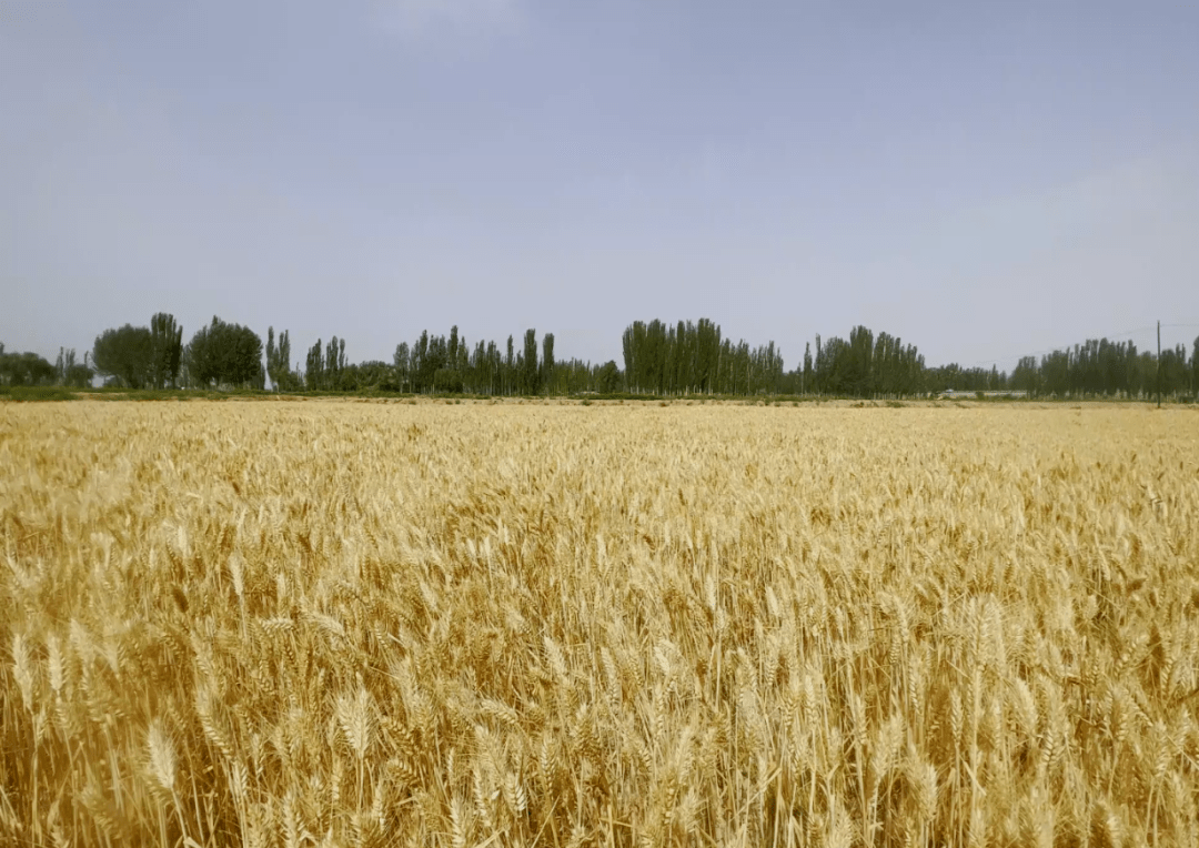 喀什市1524万亩冬小麦收割工作全面铺开