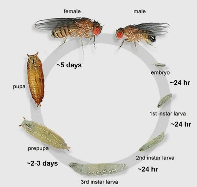 昆虫完全变态发育过程图片