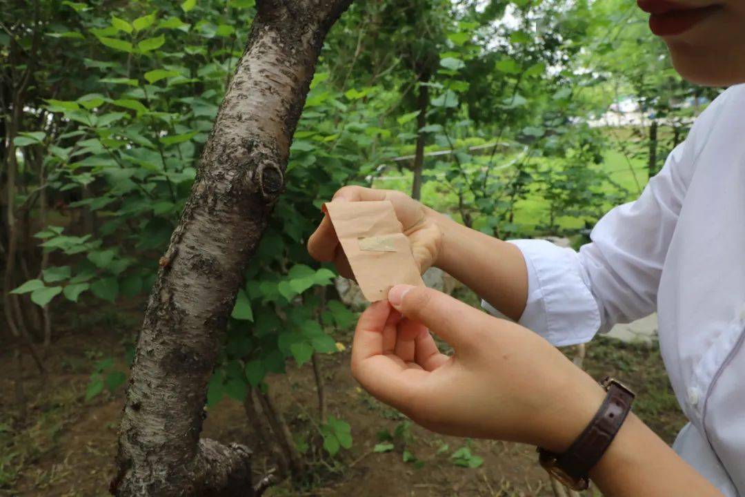 市溼地中心開展以蟲治蟲蛀幹害蟲生物防治行動