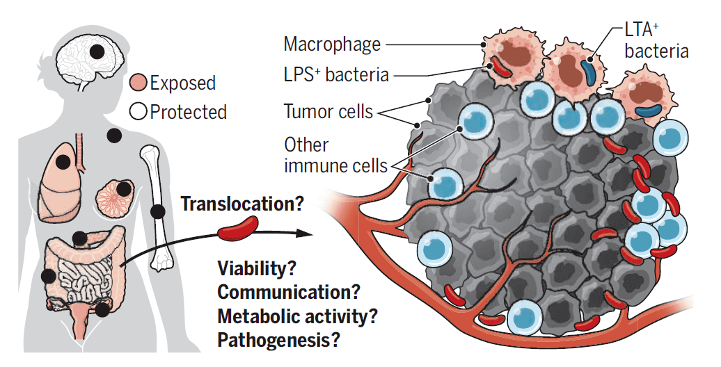 肿瘤细胞内存在有细菌它们驱动了肿瘤转移