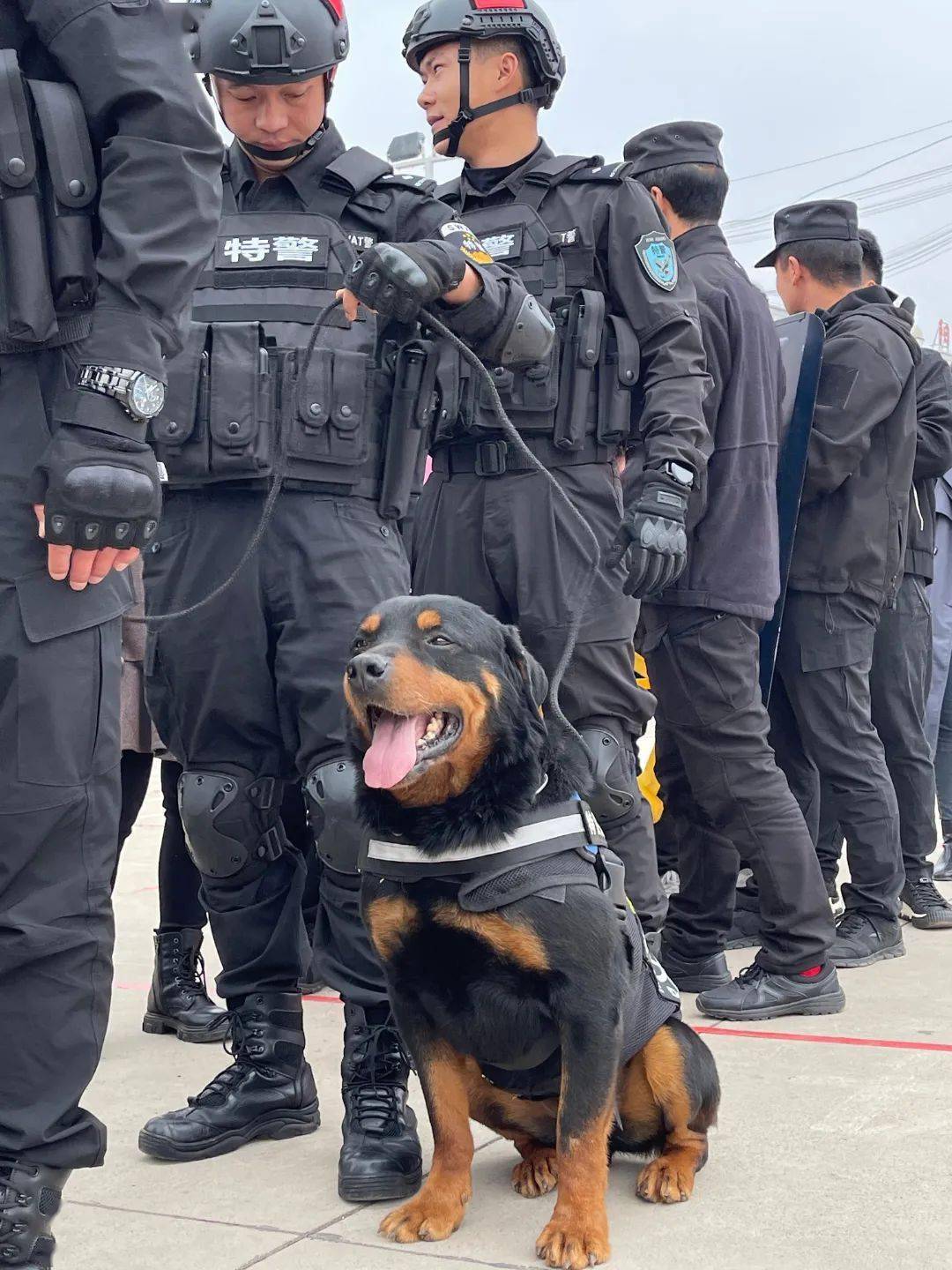 除参与大队日常应急处突及训练外,他还担负着特警大队警犬中队10多名