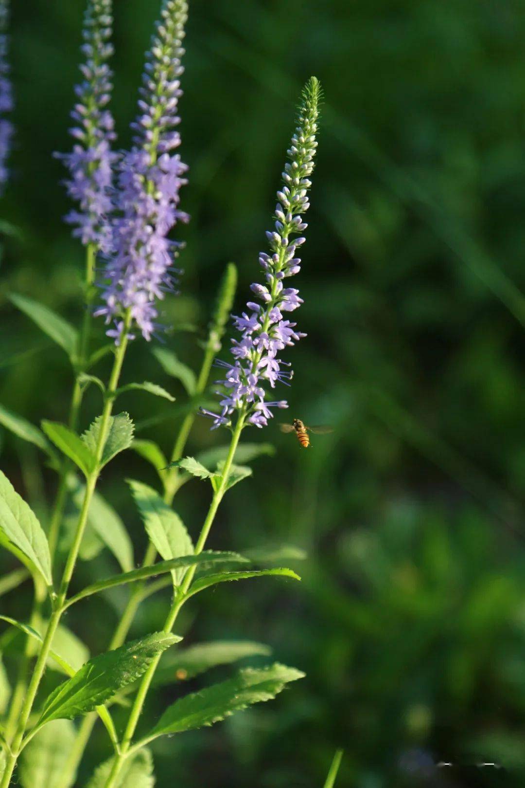 穗花婆婆纳节节高