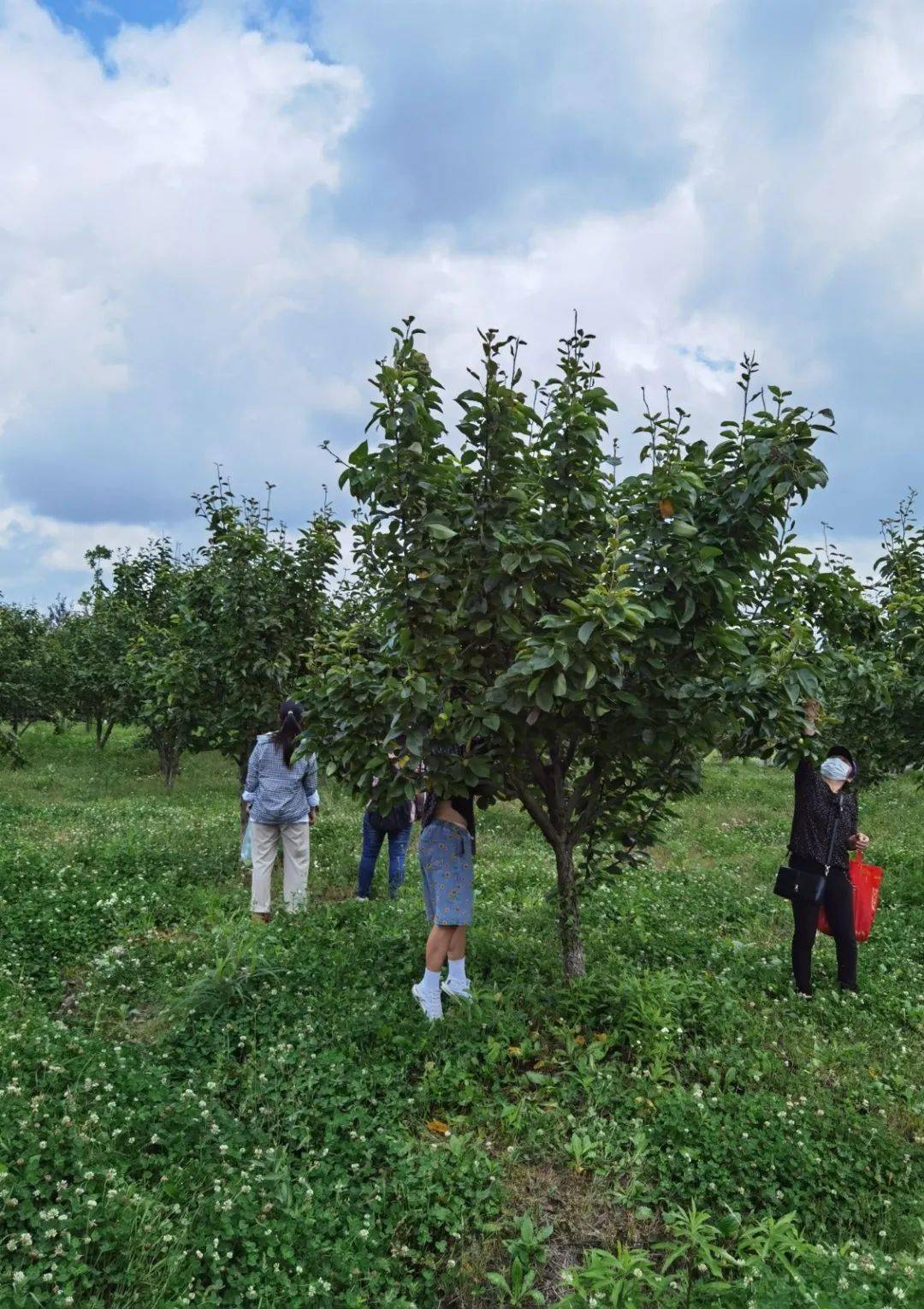 慈溪森林公園紫葉李成熟,有人忍不住採摘……_果子_果實_遊客