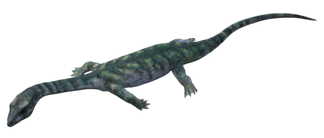 【贵州龙生态复原图】肿肋龙类四肢带蹼,初步适应了水生生活,但游泳