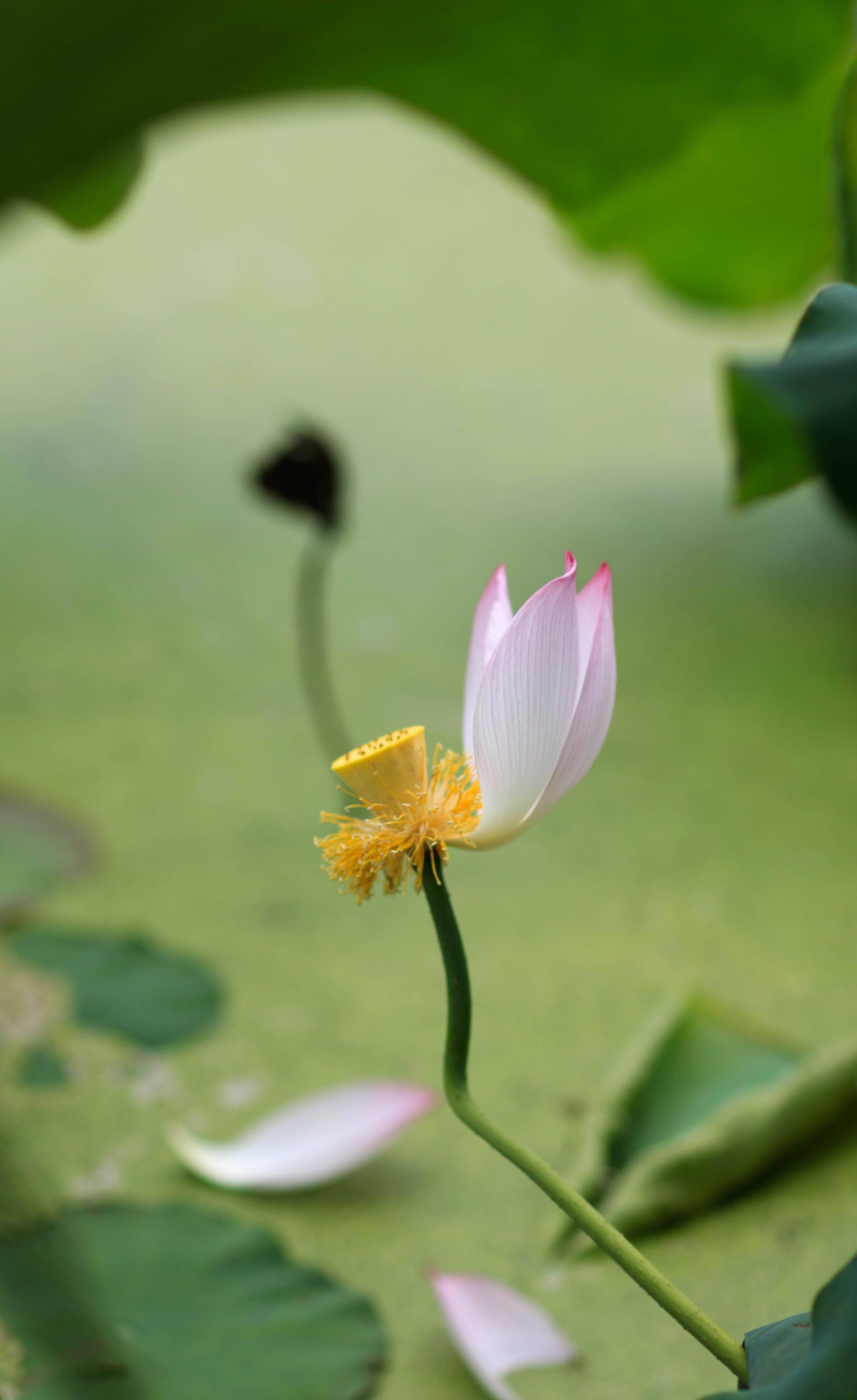 1, 初唐詩人盧照鄰所作的《曲池荷》唐詩在中國古典文學史上,獨冠成峰