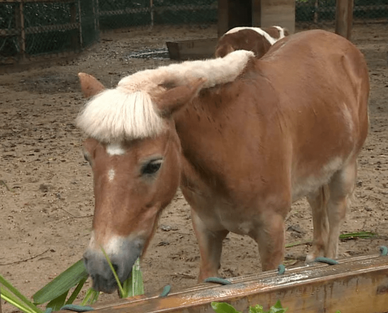 继齐刘海狮子后蘑菇头小龙马走红