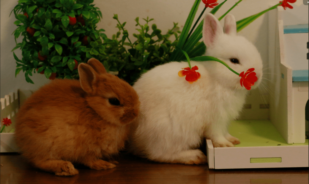 两只小兔子图片壁纸图片
