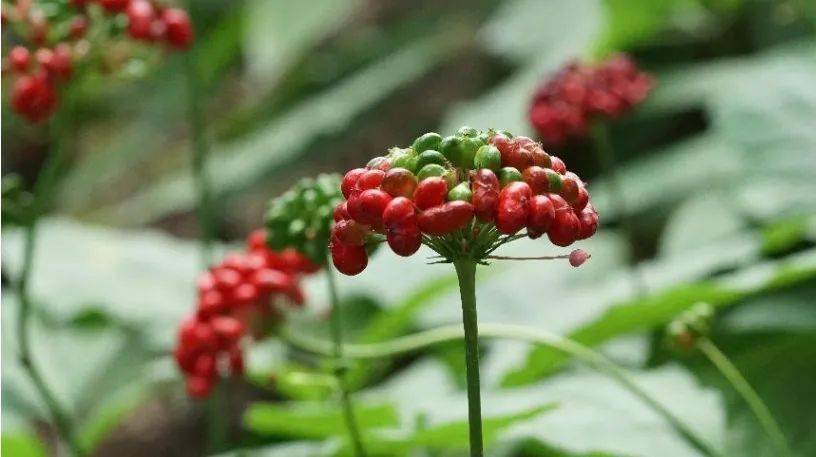 最美人参花长白山上人参花开了