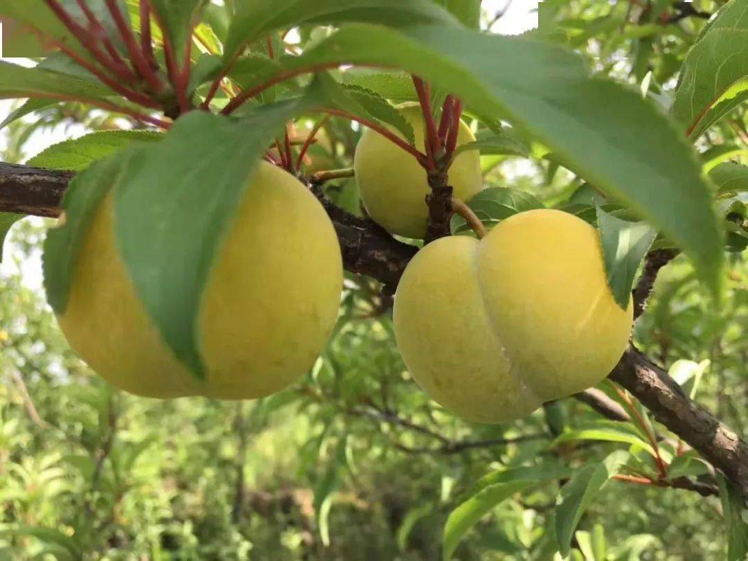 【底价预售最后1天】正宗贵州镇宁·六马蜂糖李丨108元起购礼盒五斤装