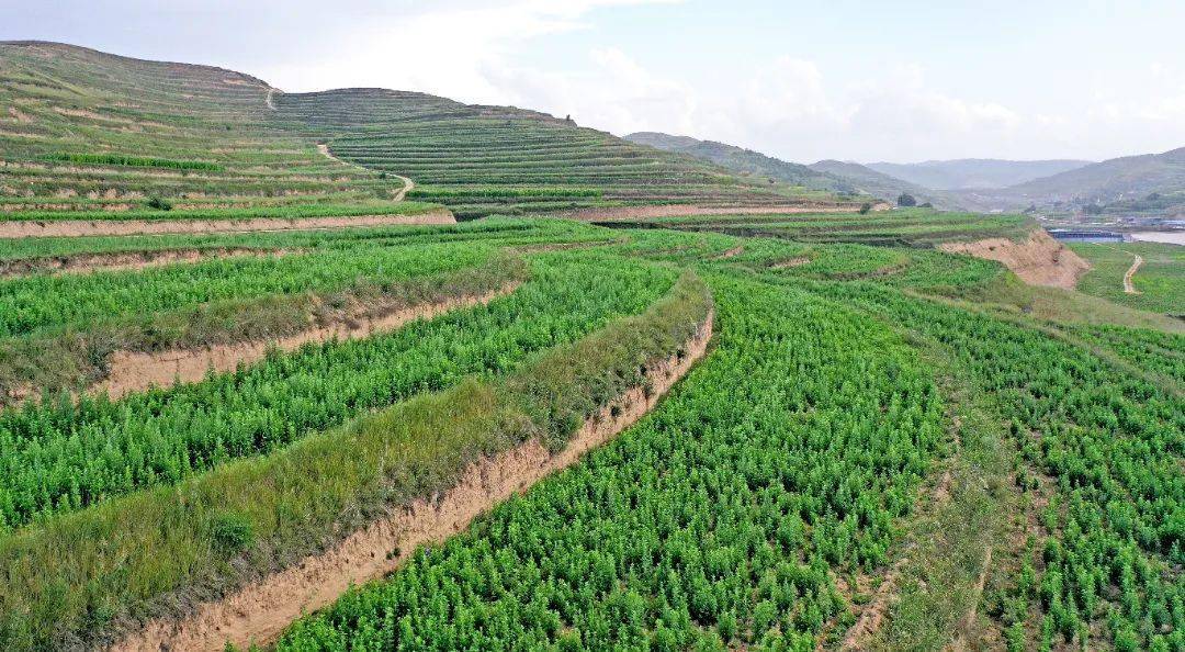 我市以打造中药材规范化种植示范基地为抓手,逐步形成以六盘山道地中