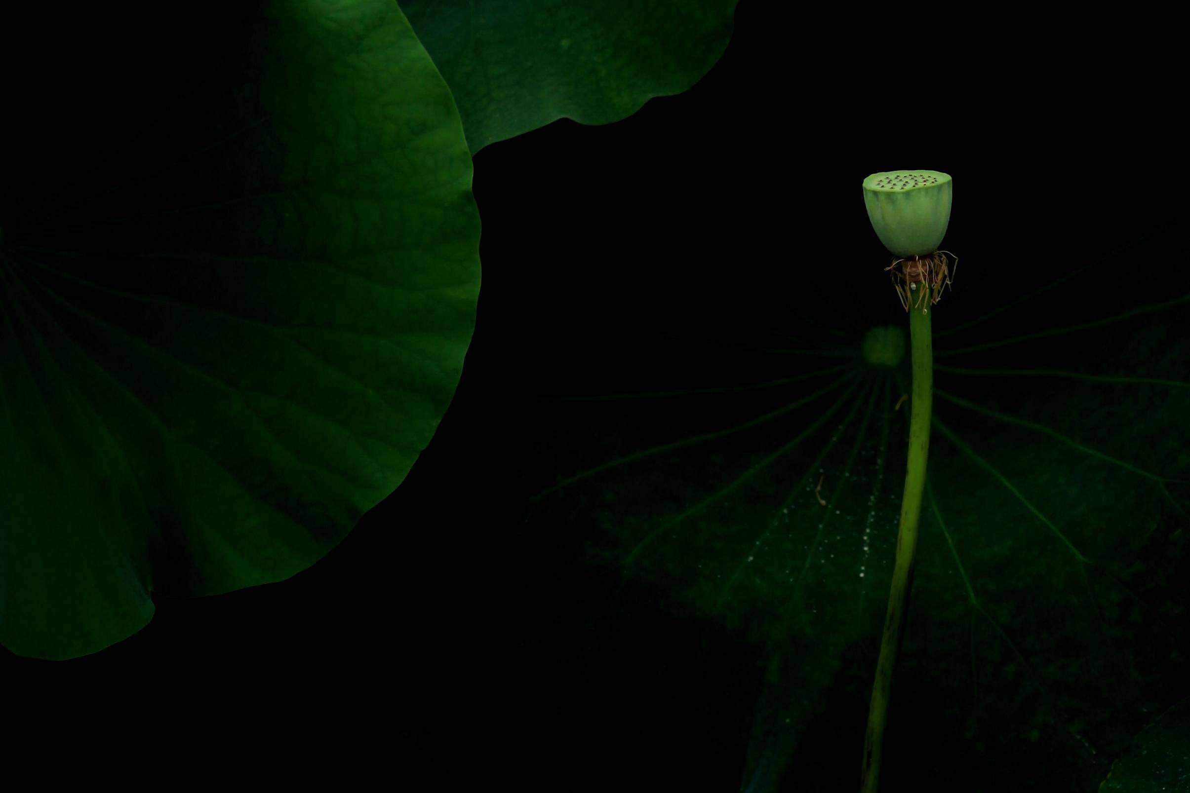 �������˱��µĺɻ�����������Ӱ����������