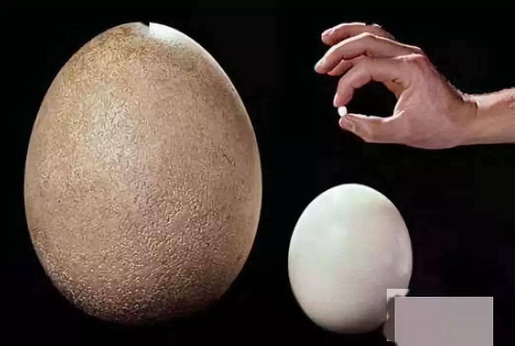 比拇指头还小蜂鸟蛋,比鸡蛋小120倍世界上最小的蛋捕食老鼠,麻雀为食