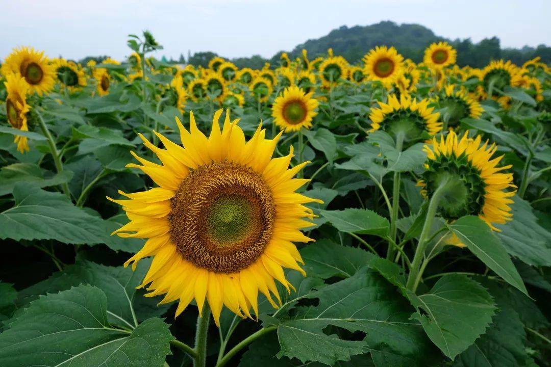宁波这个地方向日葵开了!花期持续到