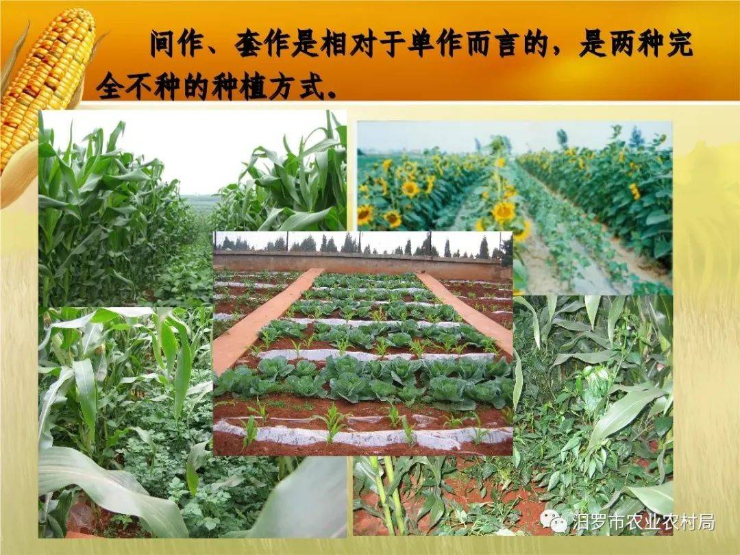 下面我们就来了解一下间,套作技术的特点,应用方法