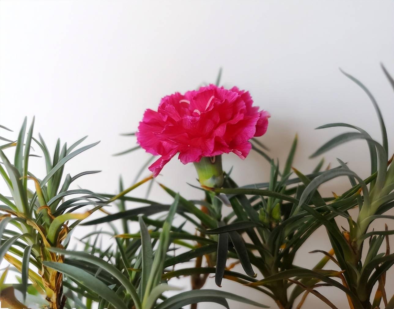 康乃馨底部干叶子主要和这4点有关养护注意就能避免