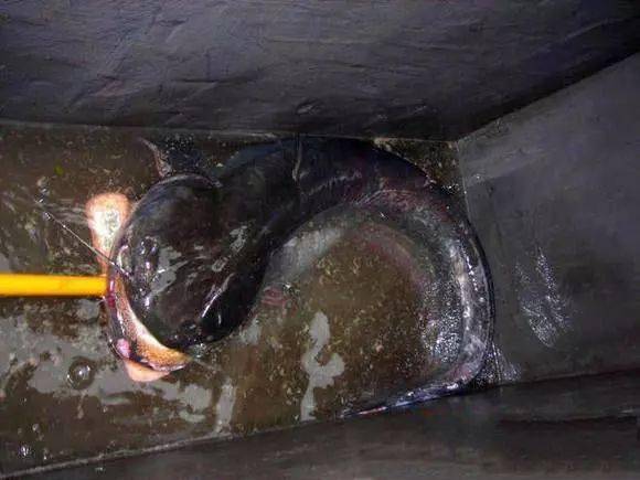 喜获一条30余斤的巨鲶,圆了我的大鱼梦_鲶鱼_水库_海杆