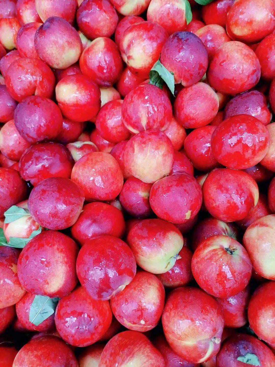 荔枝_桃子_白头翁