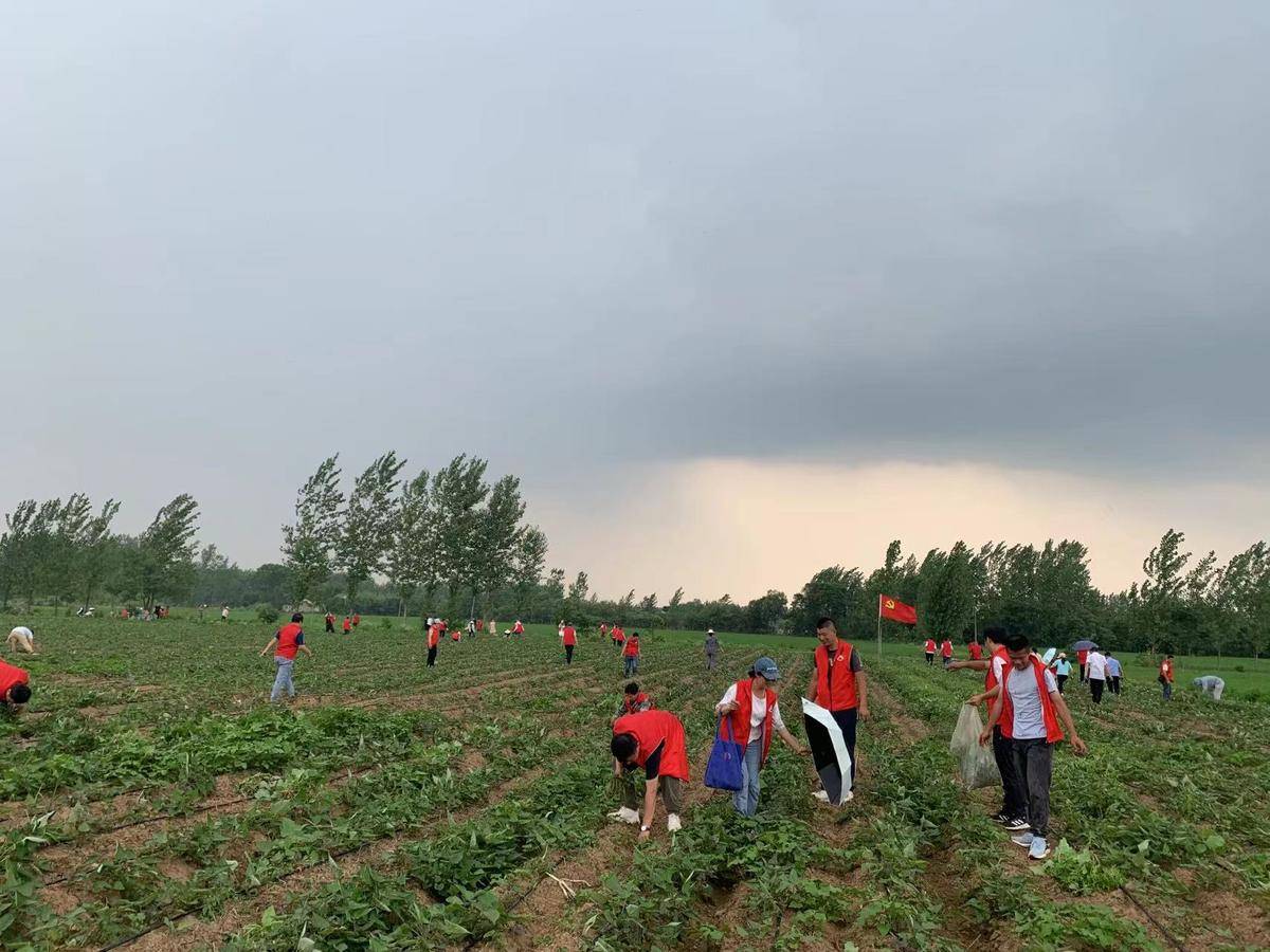 麻城市夫子河镇干部田间地头办实事