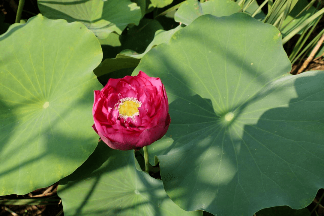 安徽人游安徽丨古镇荷花开亭亭出水来