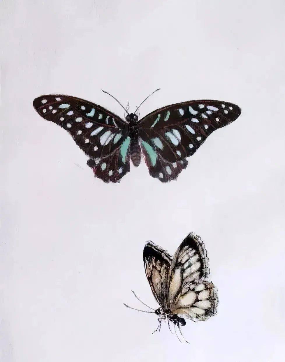 工笔花蝴蝶35图,美成了百花仙子!_国画_滕派蝶_王雪涛