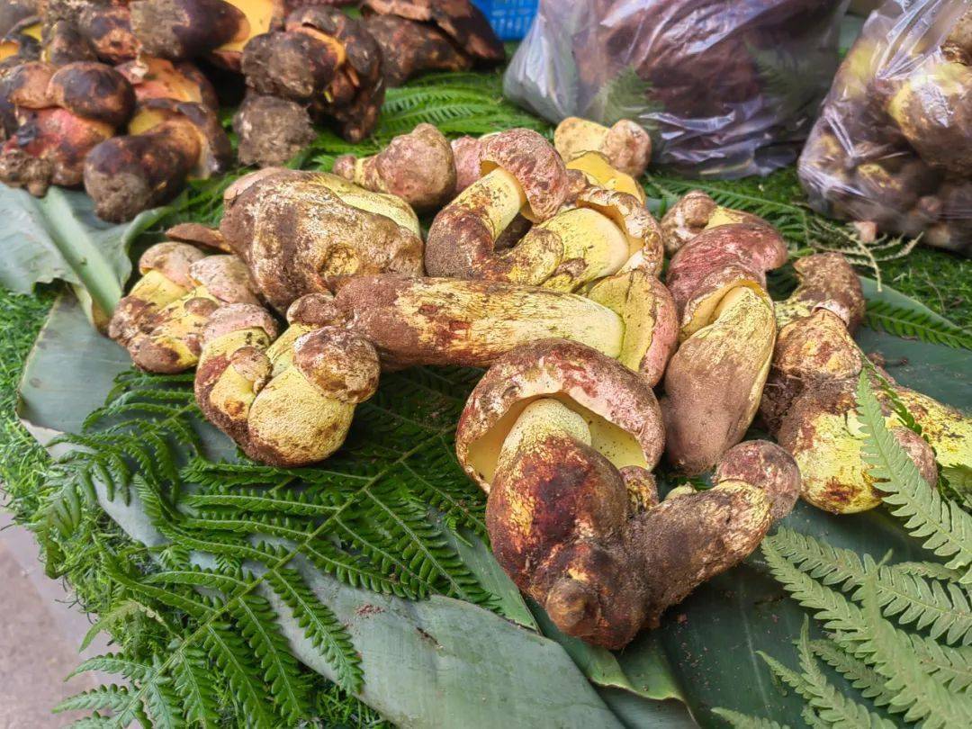 野生菌大量上市价格亲民 市民尝鲜需谨慎_食用_牛肝菌_云南省