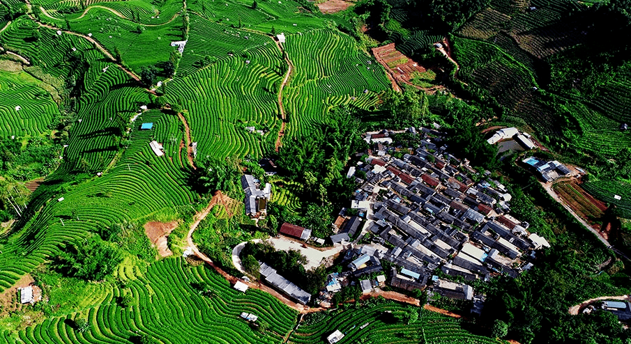 茶山中的你和它