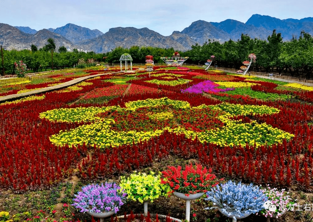 游山玩水摘杏赏花畅游西湾大雁滩