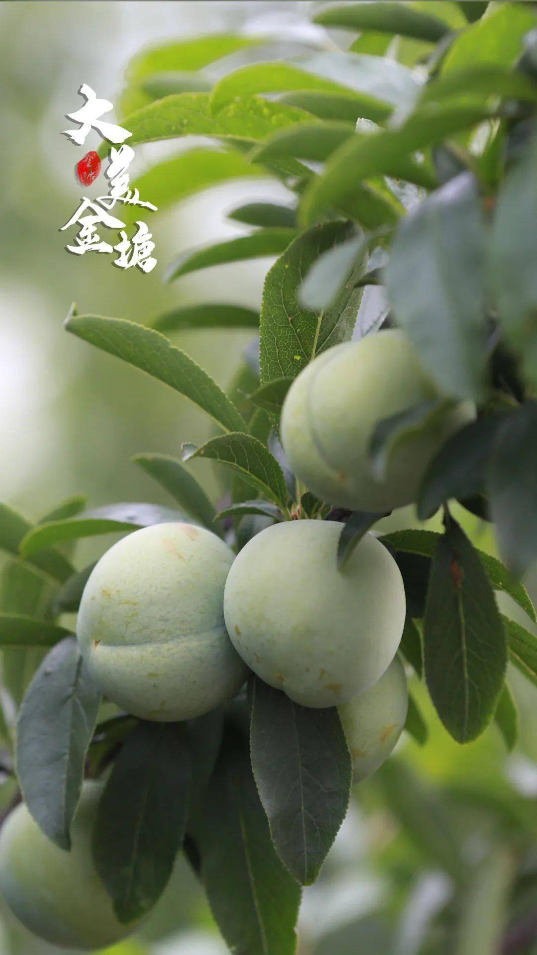 【第22期】每周屏保|鲜甜金塘李挂枝头_李果_皮青_陆丹群