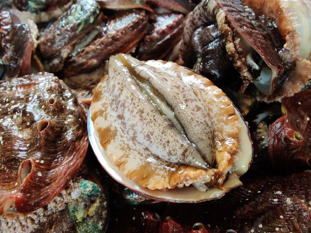 惠来五宝北有大连鲍南有惠来鲍惠来这样擦亮招牌