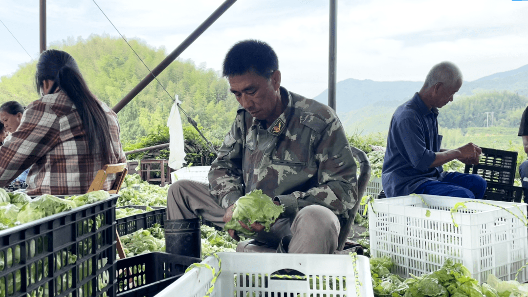 首筆訂單已發往上海→_小井村_農業_村裡