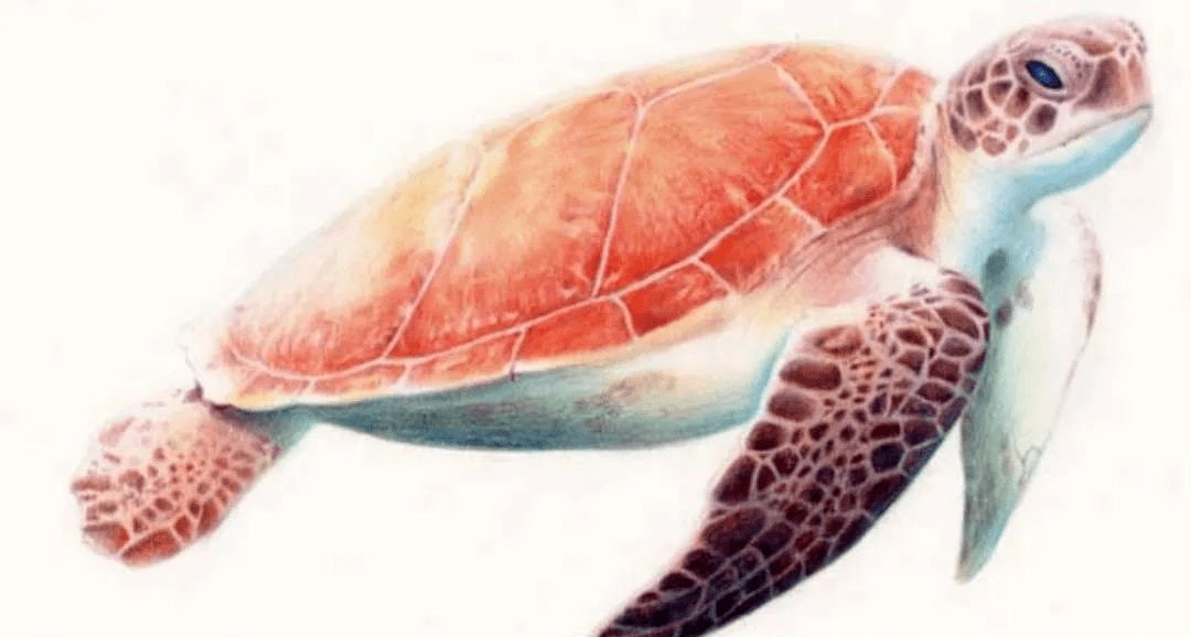 彩铅教程 | 教你画一只海底精灵——深海大海龟_四肢_部分_暗部