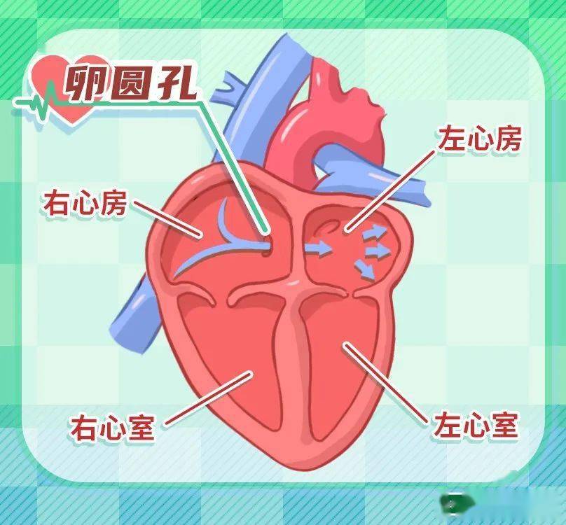 房室 来自搜狐网
