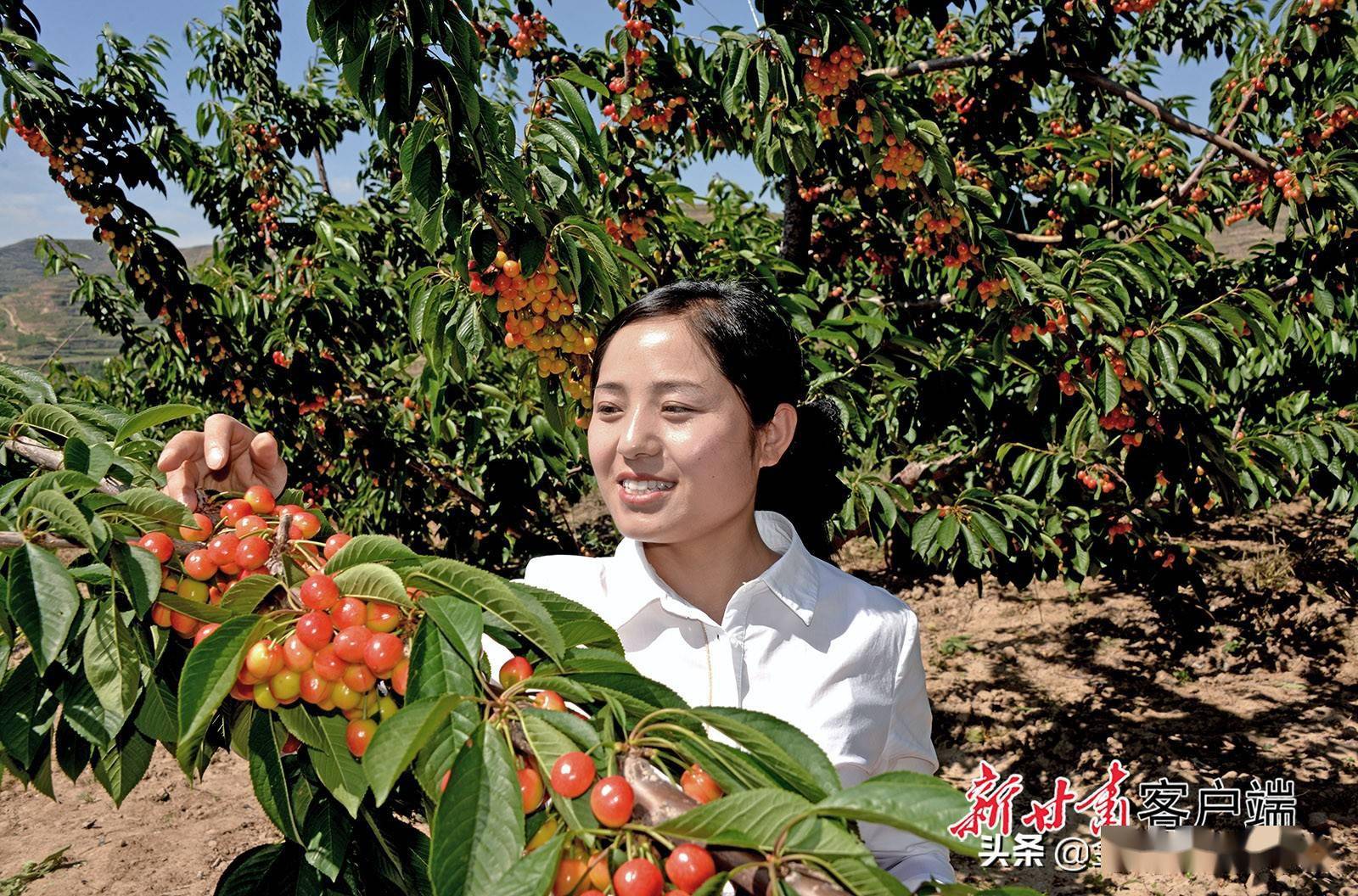 陇西县和平乡樱桃采摘带动乡村旅游热
