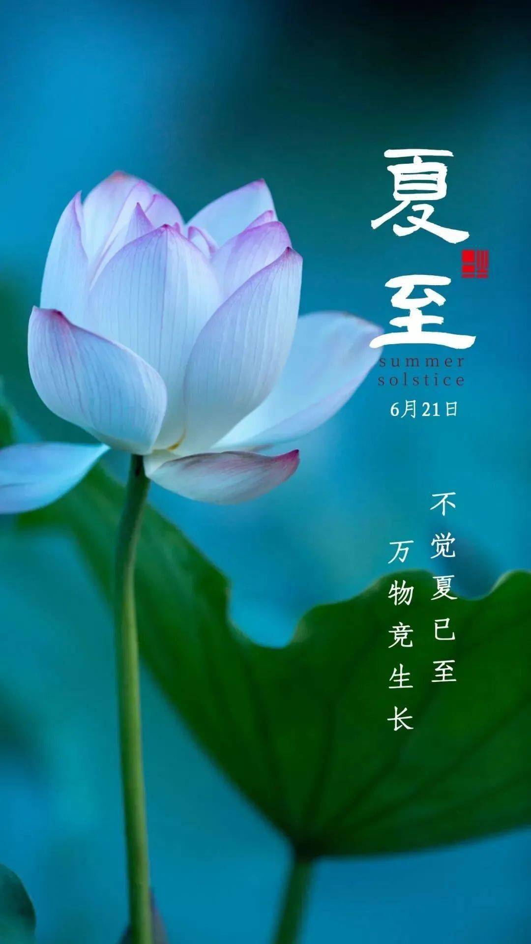 夏至最美一句话