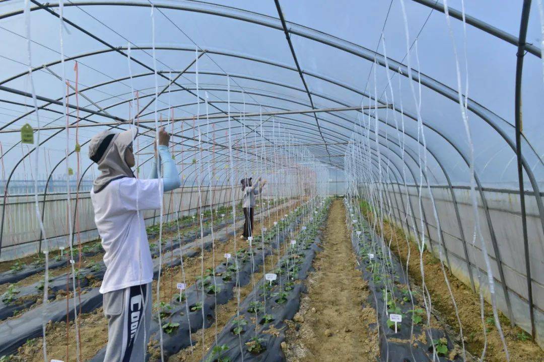 学在南农丨一株优秀的njau组培苗是怎样炼成的