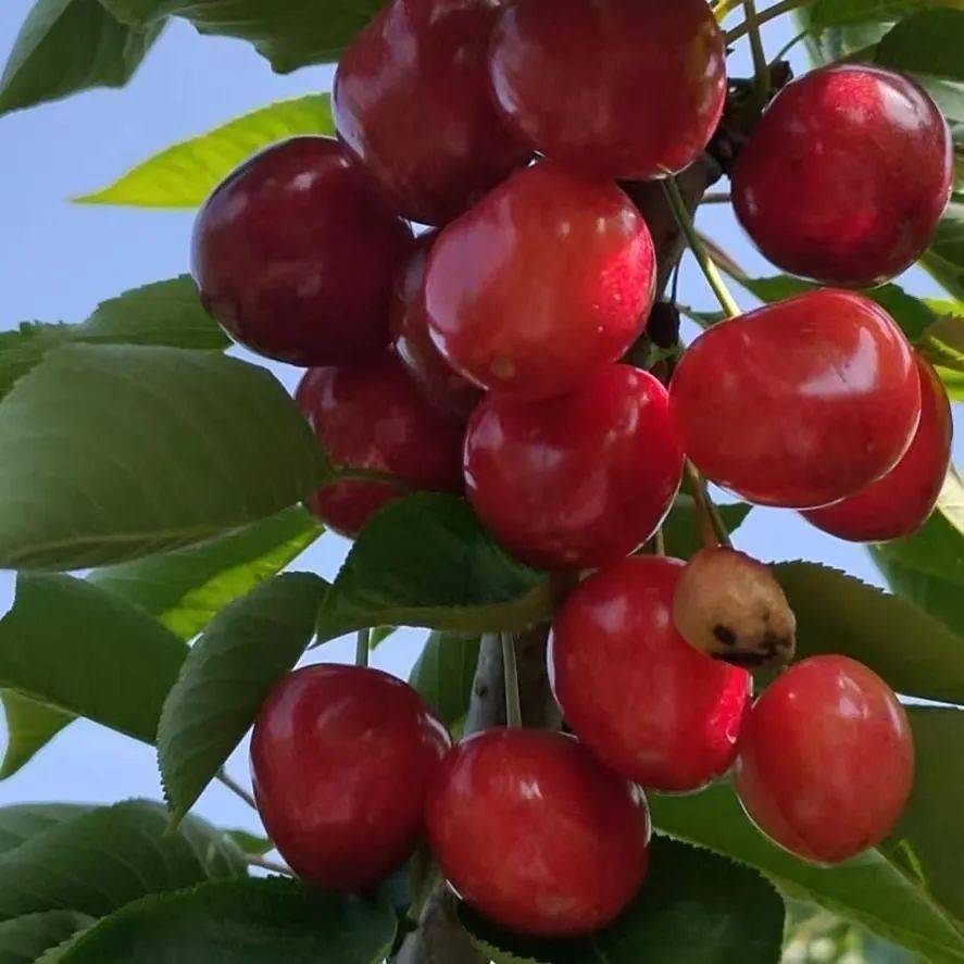 975祝您实现樱桃自由大连金顶红大樱桃超值福利快来抢