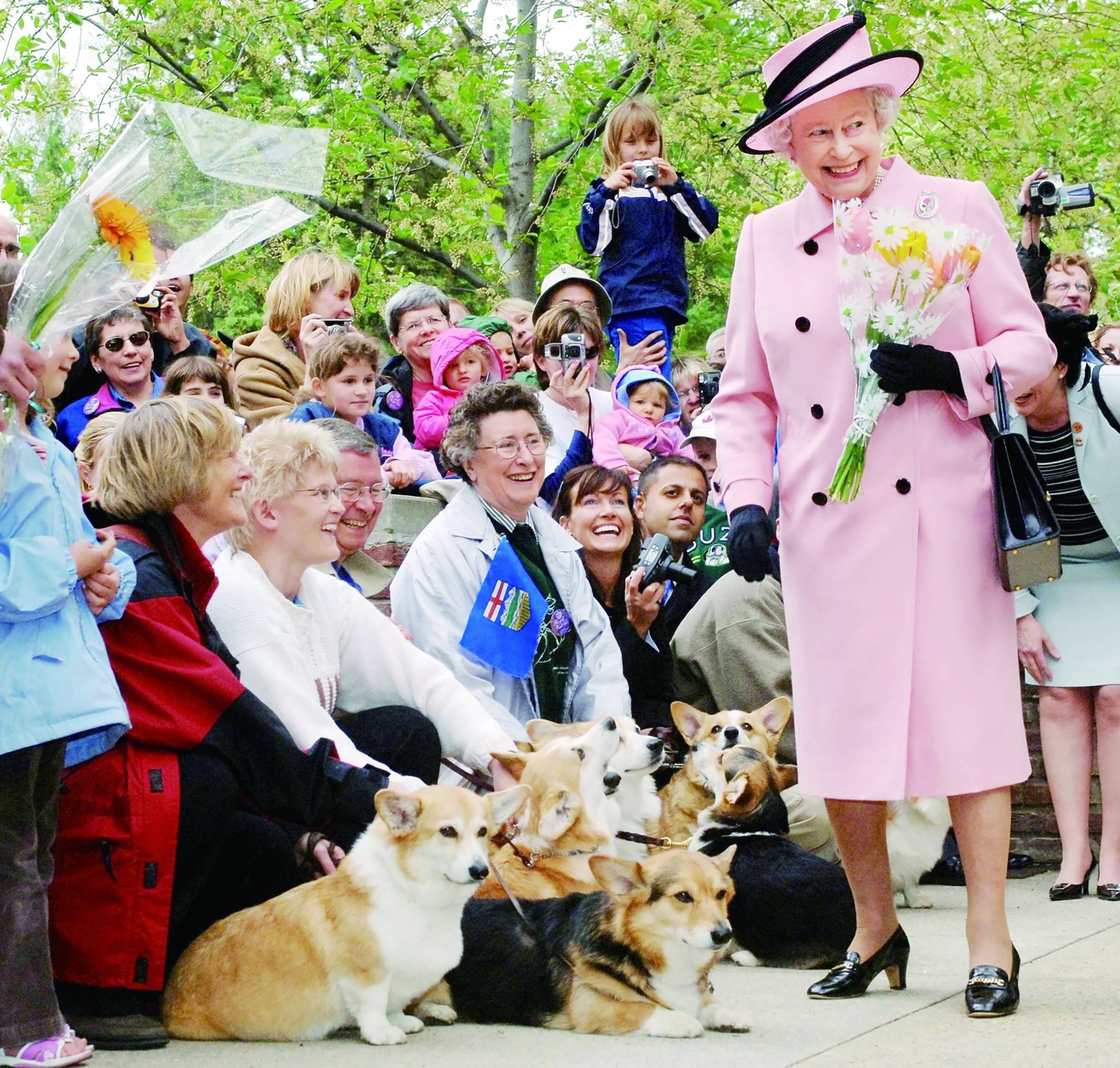柯基犬英国受宠几十年_女王_小狗_威尔士