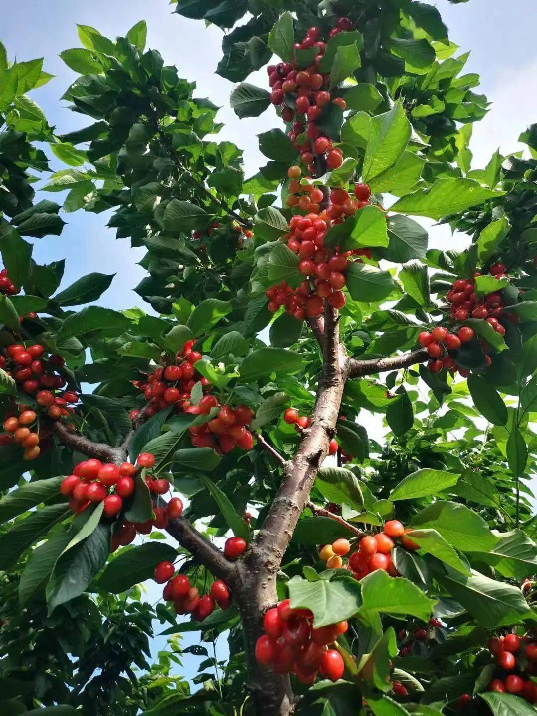 975祝您實現櫻桃自由大連金頂紅大櫻桃超值福利快來搶