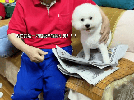 破防了，一只小狗被独自隔离在家19天，乖到让人心疼...