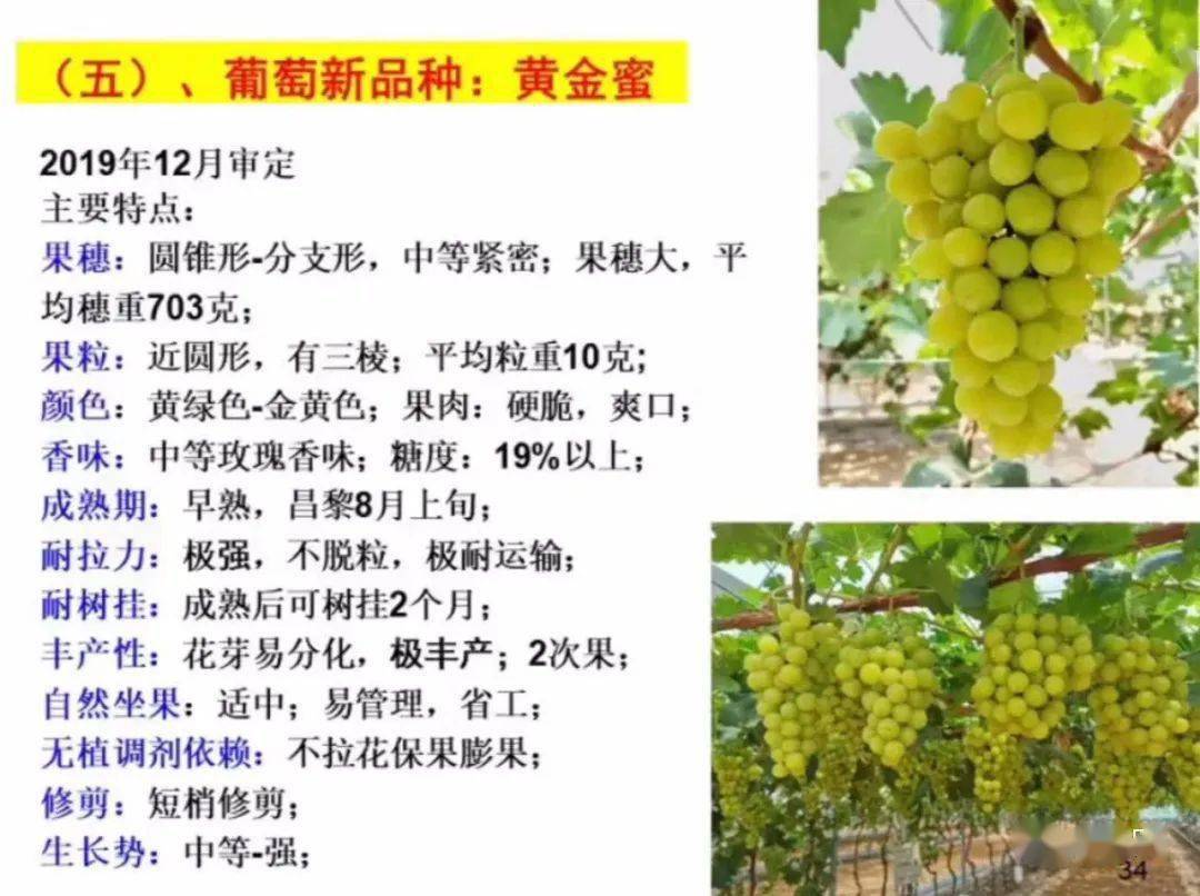 黄金蜜葡萄8月上旬成熟果实金色硬脆爽口香郁浓厚极丰产不裂果