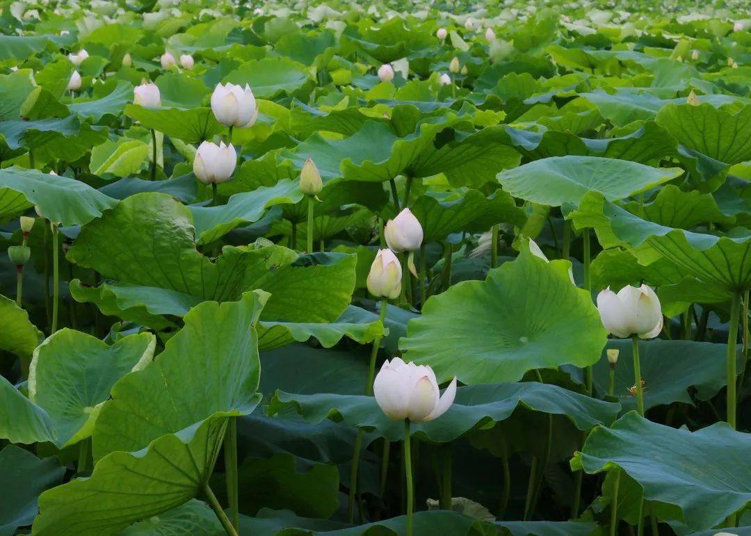 石獅溼地公園夏荷初放蛙聲蟬鳴,如約而至蟲鳴鳥叫,此起彼伏還有微風拂