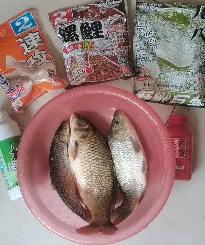 老鬼老三樣釣獲鯉魚紅眼螞螂