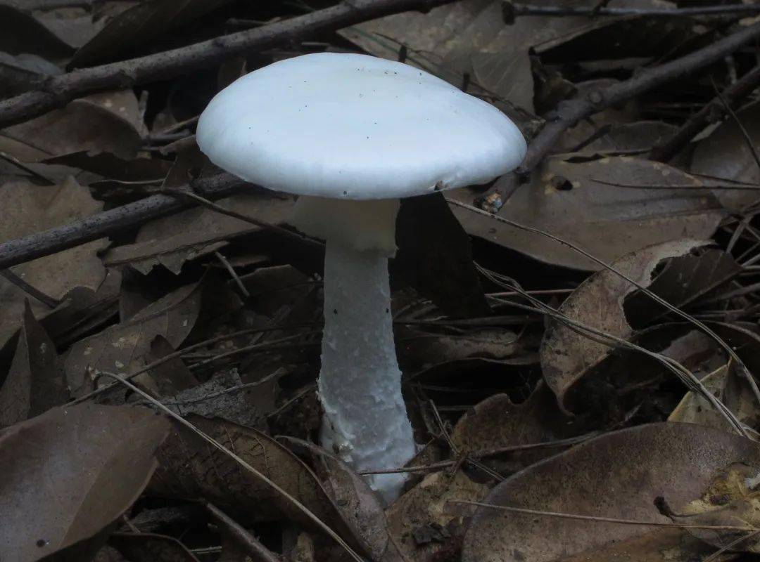 带您了解毒蘑菇欧氏鹅膏