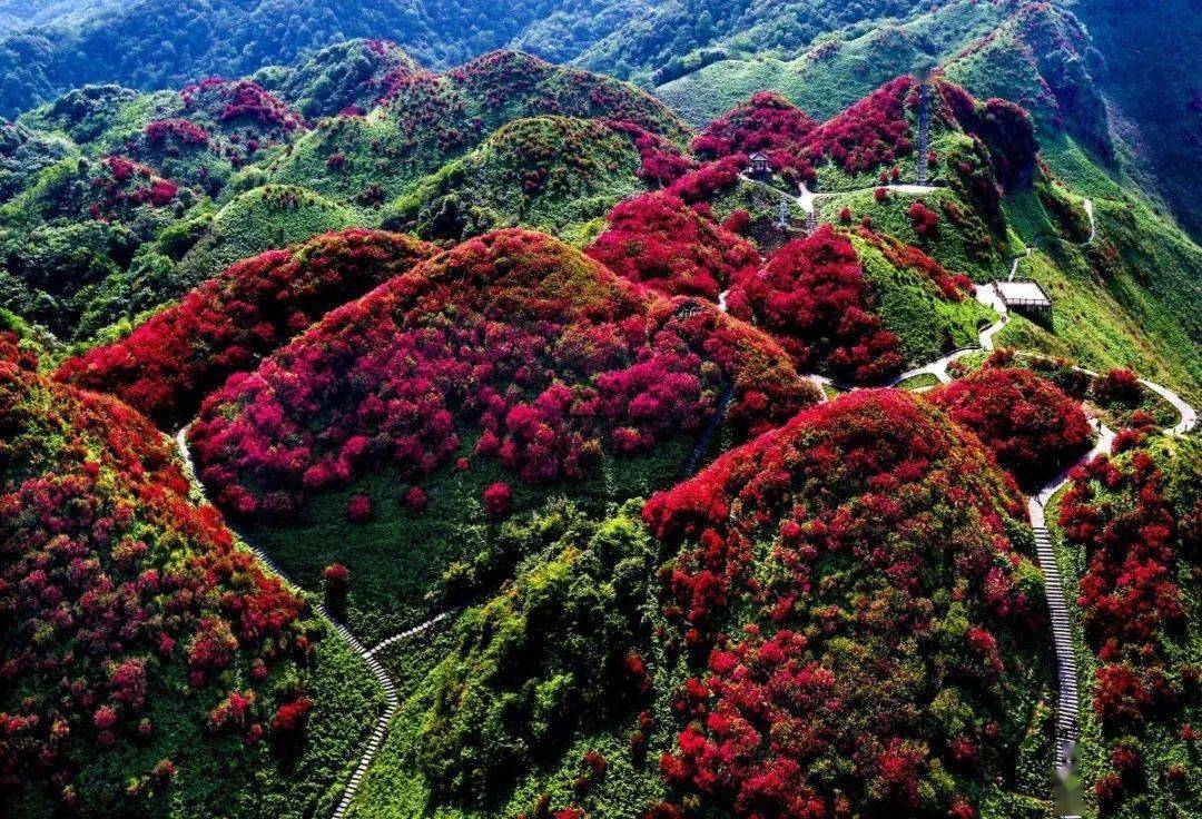 洪关苗族乡太阳坪映山红景区位于洪关苗族乡小坝场村,占地约为1万余亩