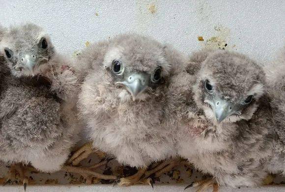 重返大自然的3只国家级二级保护动物——红隼!