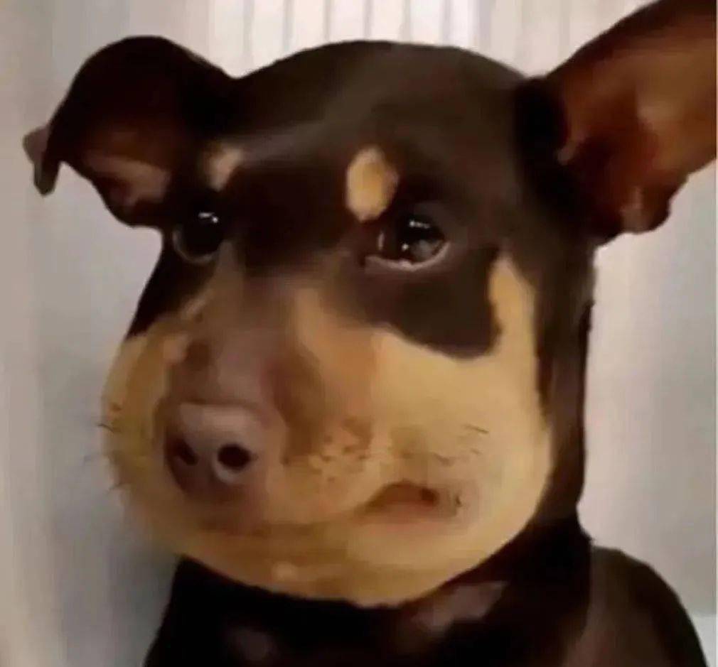 铲屎官2年攒5只猫的毛做成小被子都是猫猫日常掉的猫毛冷兔小报no738